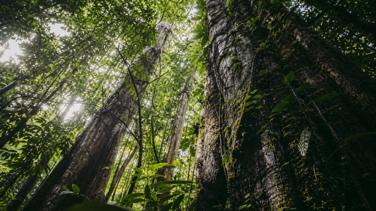 Poumon de la planète : au-delà du mythe de la forêt amazonienne