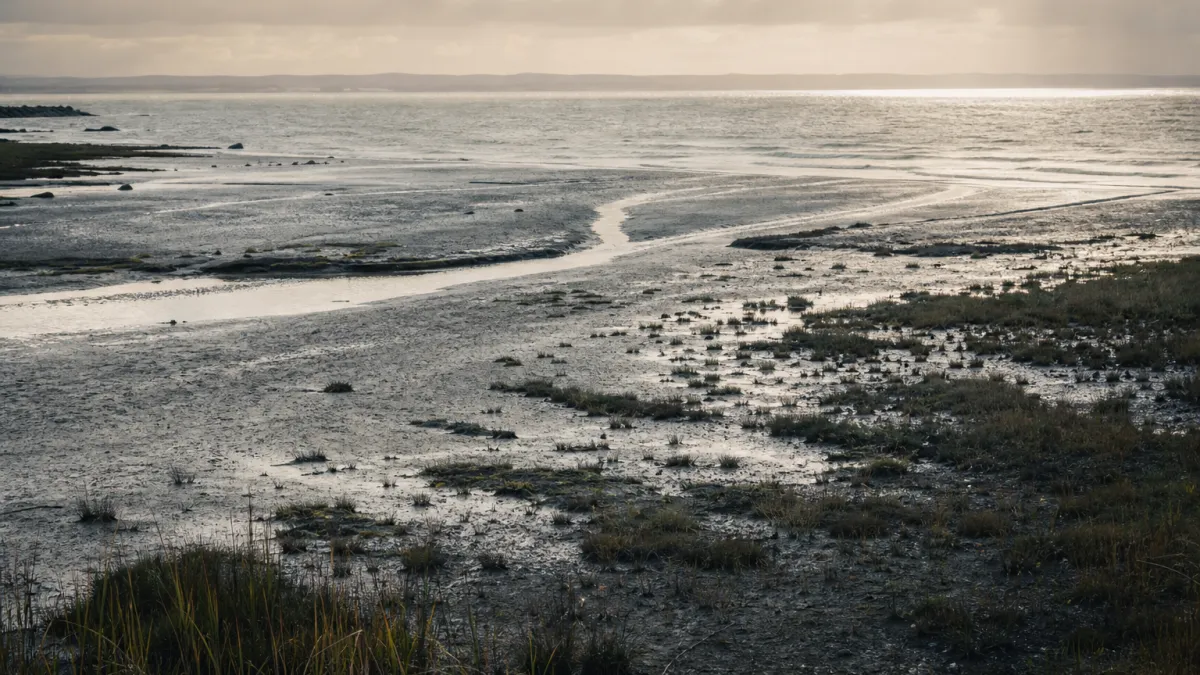 Zone de transition terre-mer : définition et enjeux écologiques