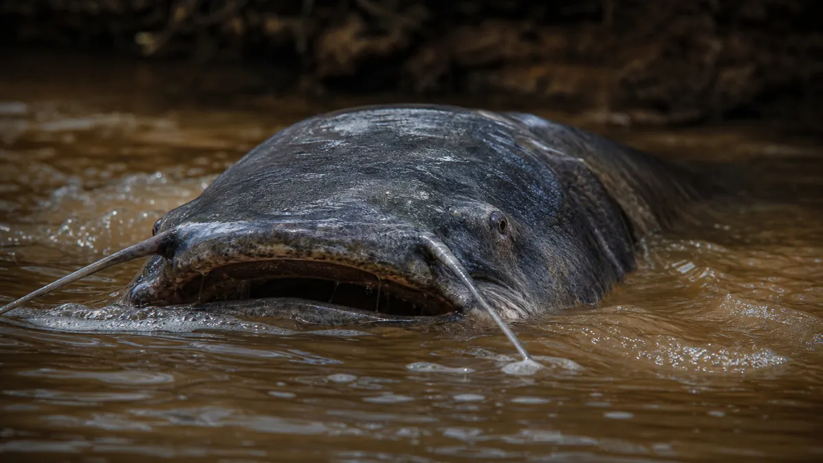 Record du piraiba : le géant de l'Amazonie décrypté