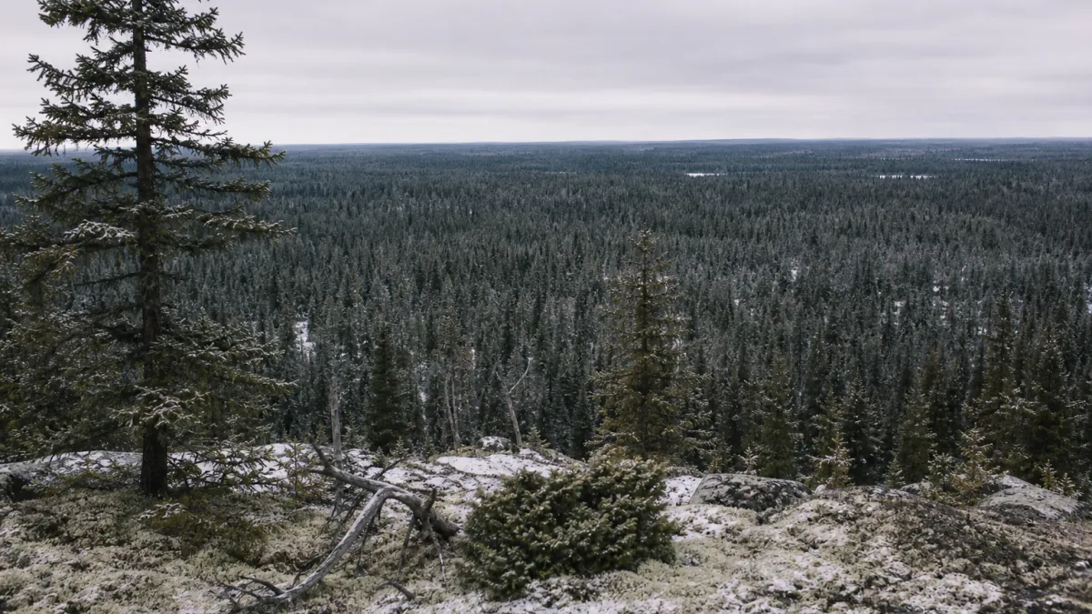 Forêt boréale étendue : l'immensité du poumon vert mondial