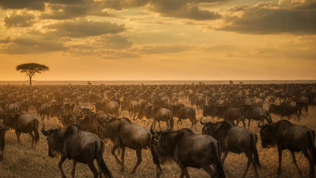 Savane Serengeti : secrets d'un écosystème unique en Afrique