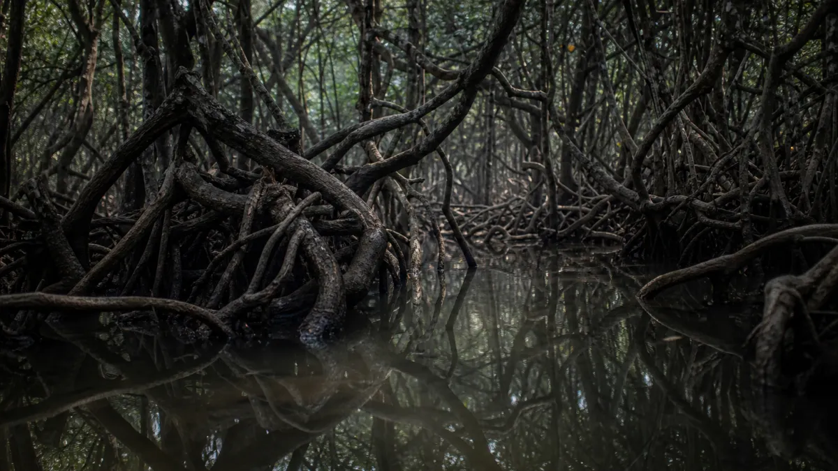 Mangrove Sundarbans : guide de la plus grande forêt du monde