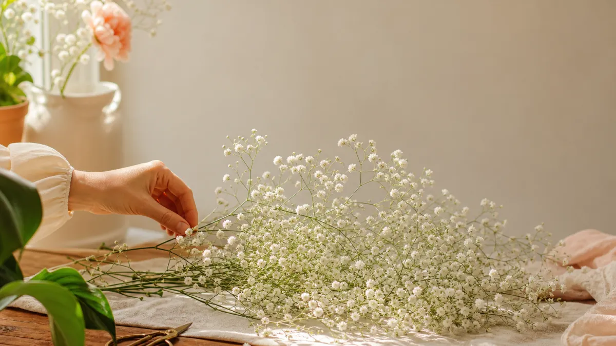 Gypsophile : guide complet pour cultiver cette fleur délicate