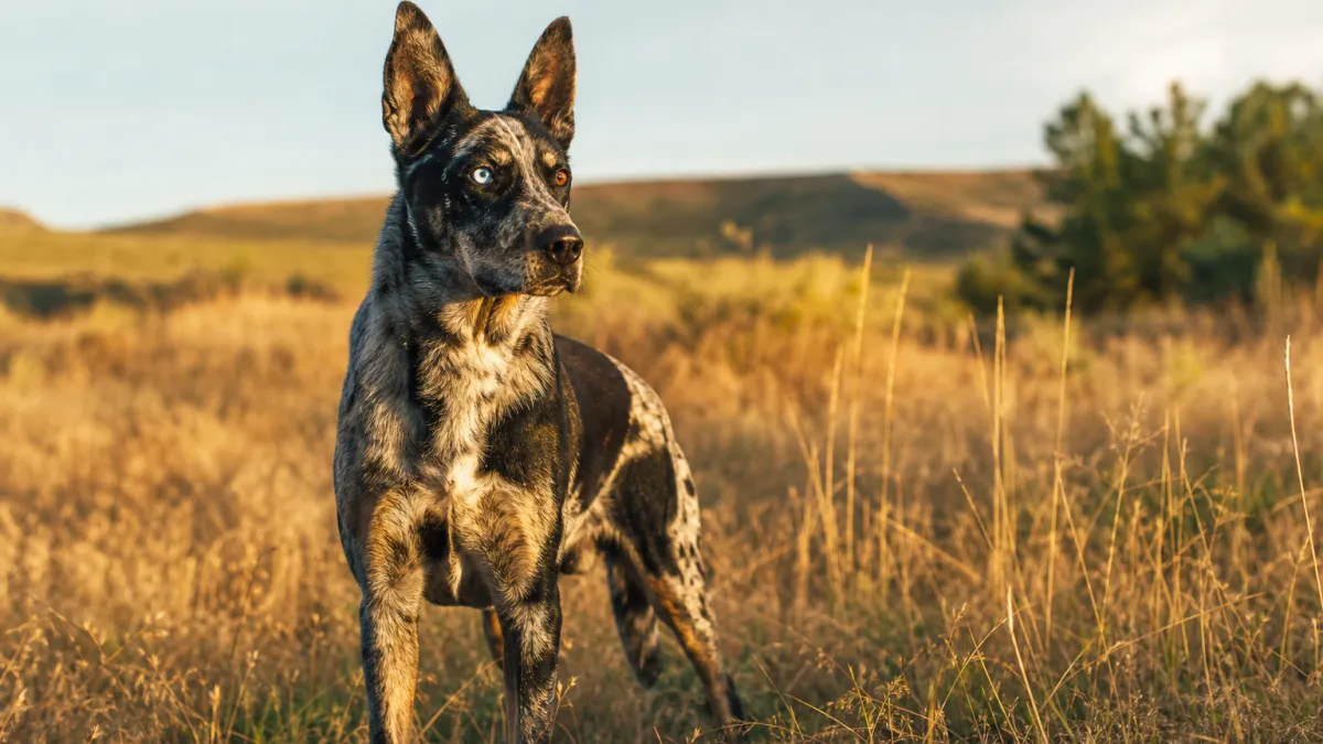 Beauceron arlequin : caractère, génétique et particularités